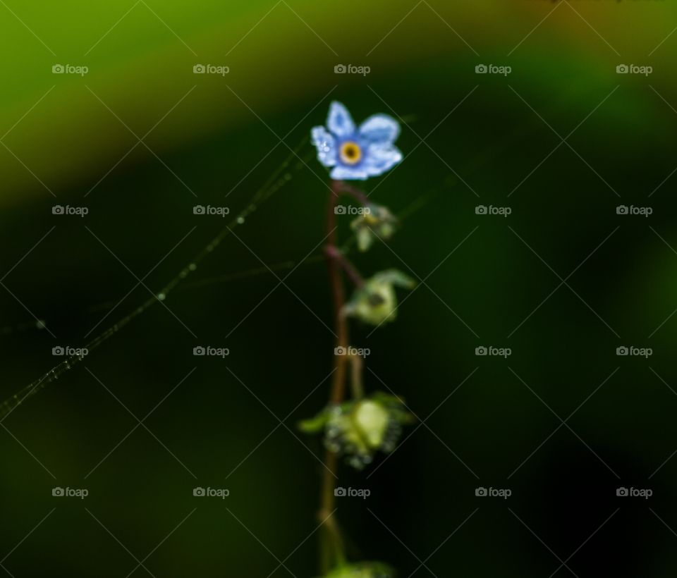 macro signs of Autumn