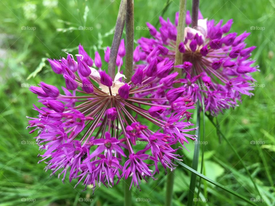 Allium