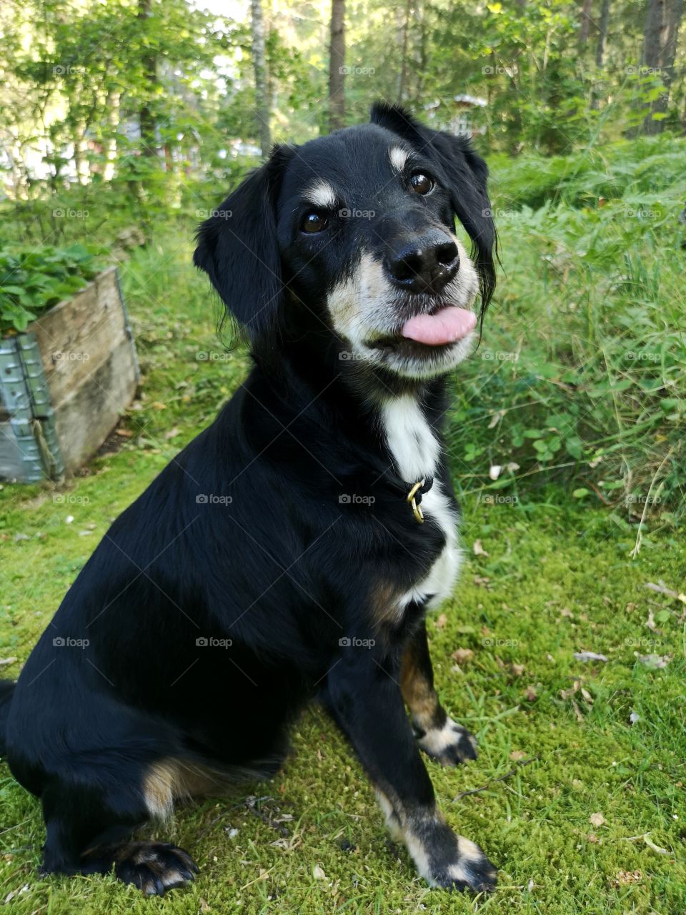 Happy dog sticking tounge out