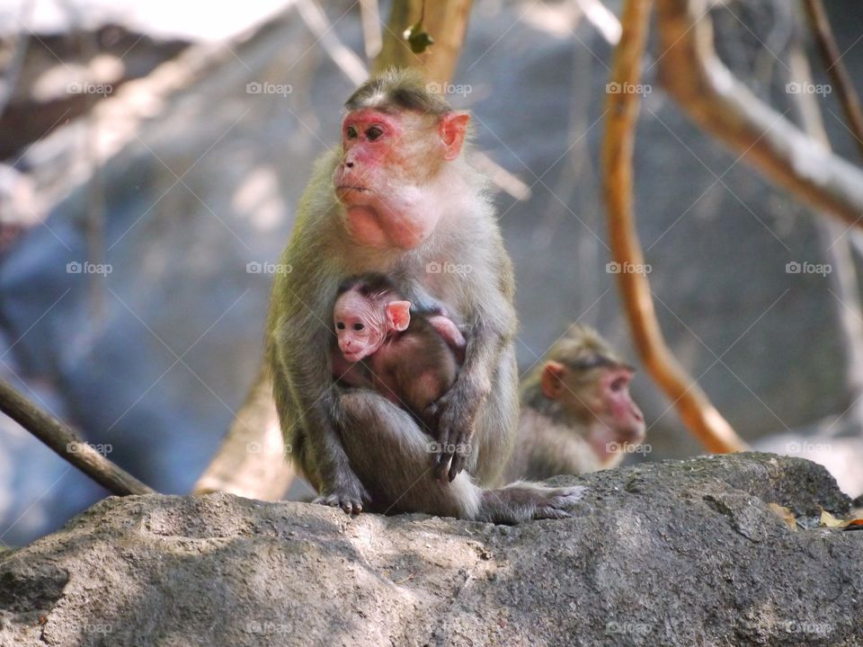 Monkey family