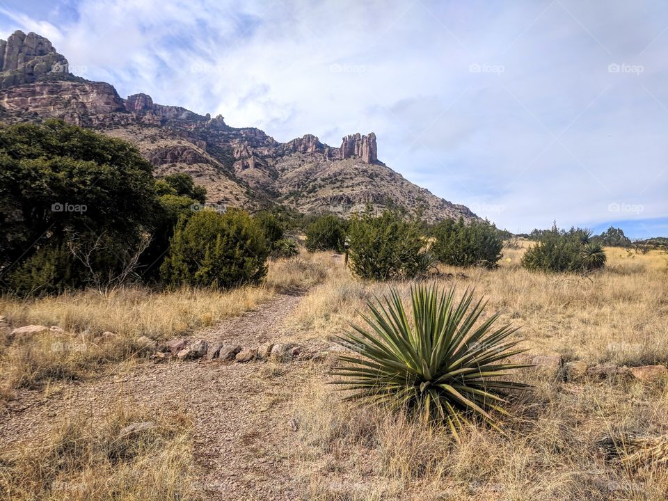 Desert, Cactus, Yucca, No Person, Landscape