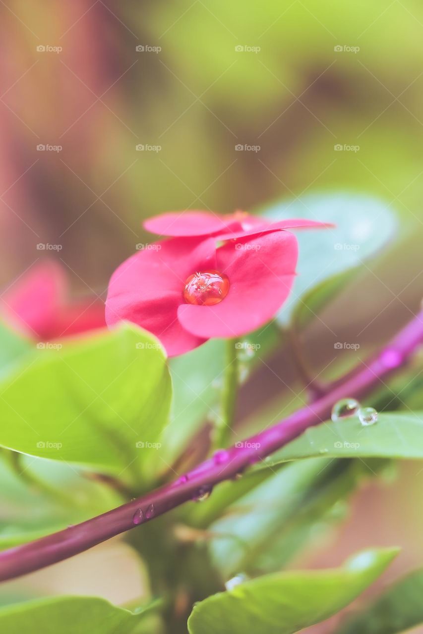 pink flowers with droplets 