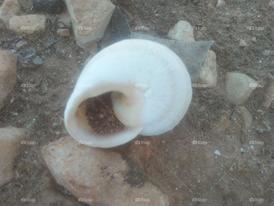 Beautiful white snail.