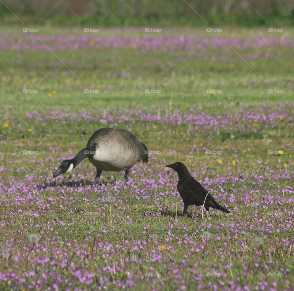 Canadian goose and crow