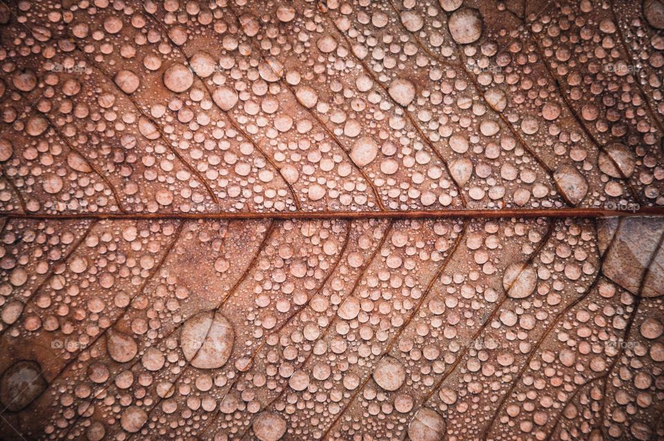 Background photo of water drops on a leaf during autumn or fall 