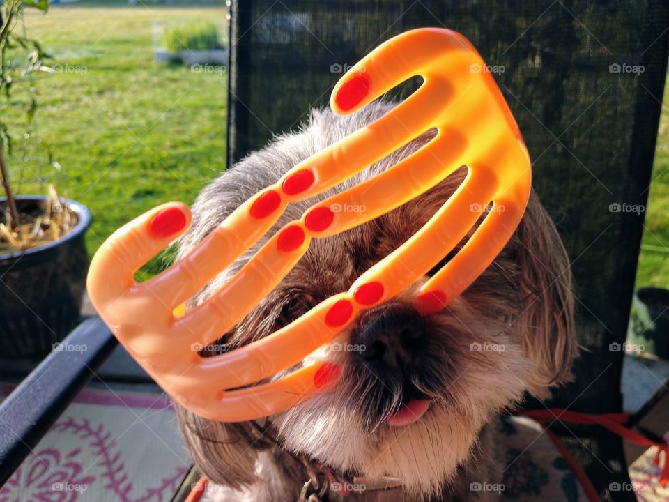 Shih tzu fun hand sunglasses