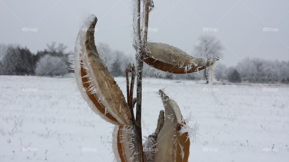 frost milkweed