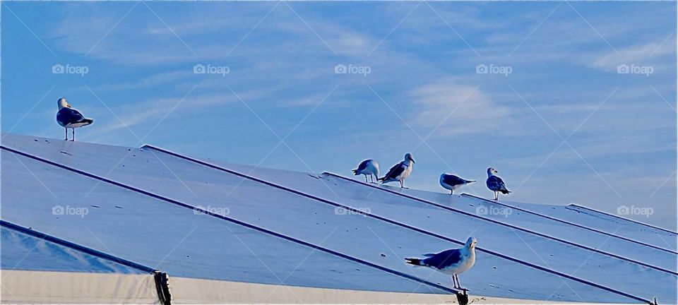 These are large sea birds, perhaps pigeons, perhaps seagulls perching together on a roof in „Warnemünde“ by the „Baltic Sea“ in former „E Germany“ during the „Hanse Sail“, an annual regatta that attracts lots of tourists. 2023. Hypnotic Productions