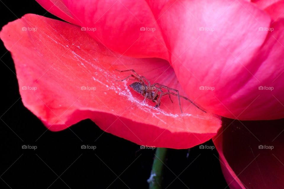 Macro Spider 