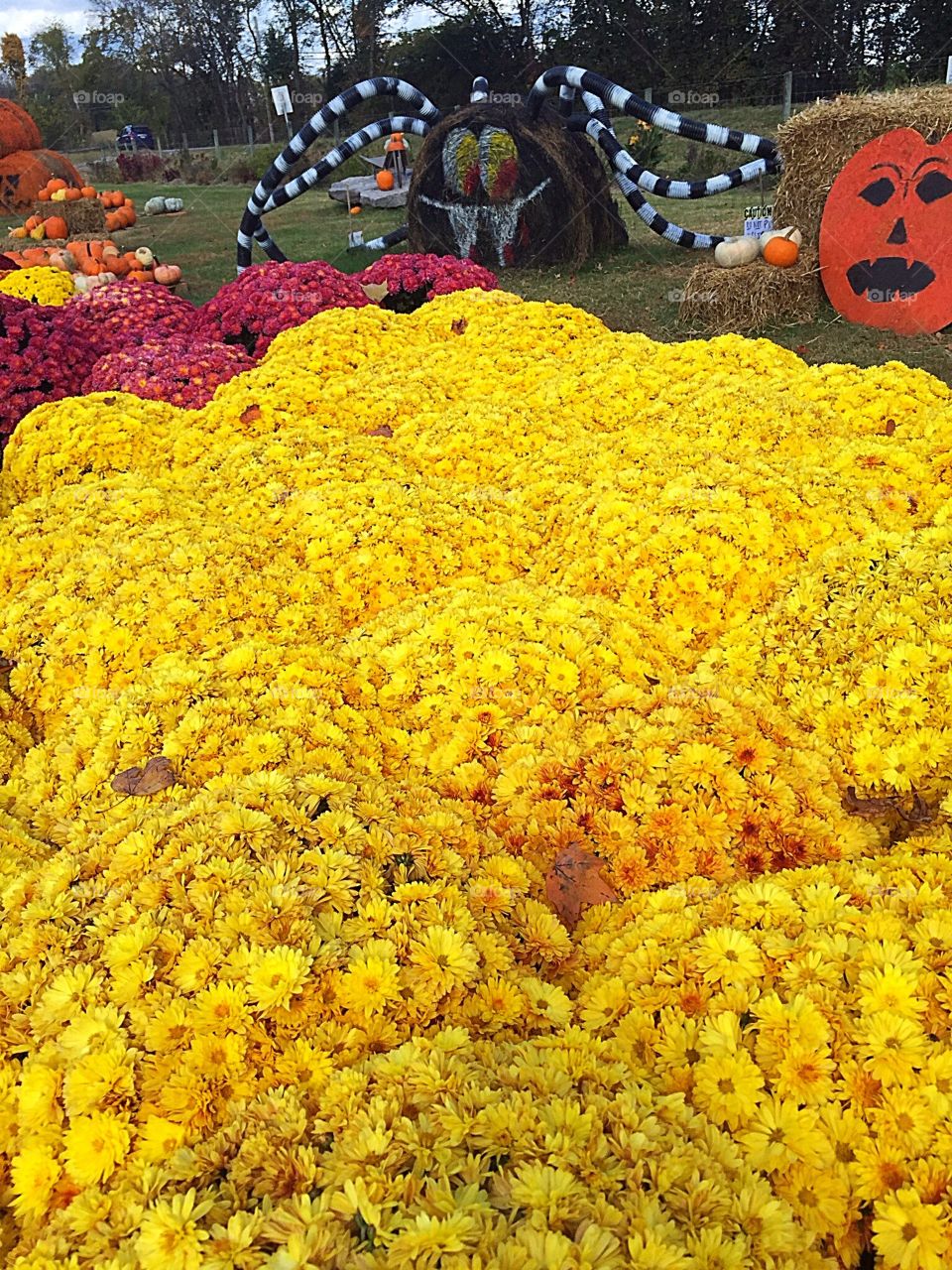 Fall Halloween Mums & Decor. Fall mums and Halloween decorations. Beautiful autumn colors. 
