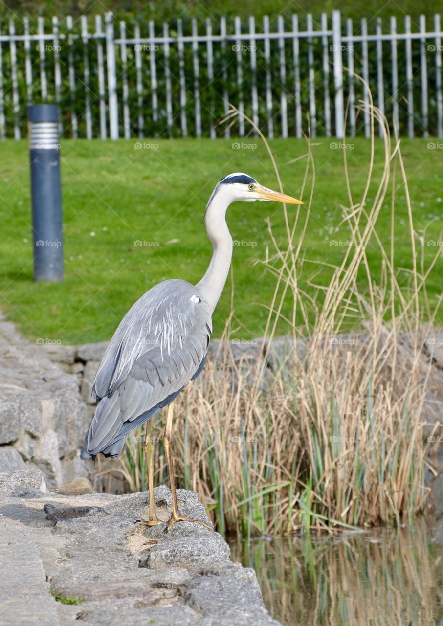 Fishheron standing near the water 