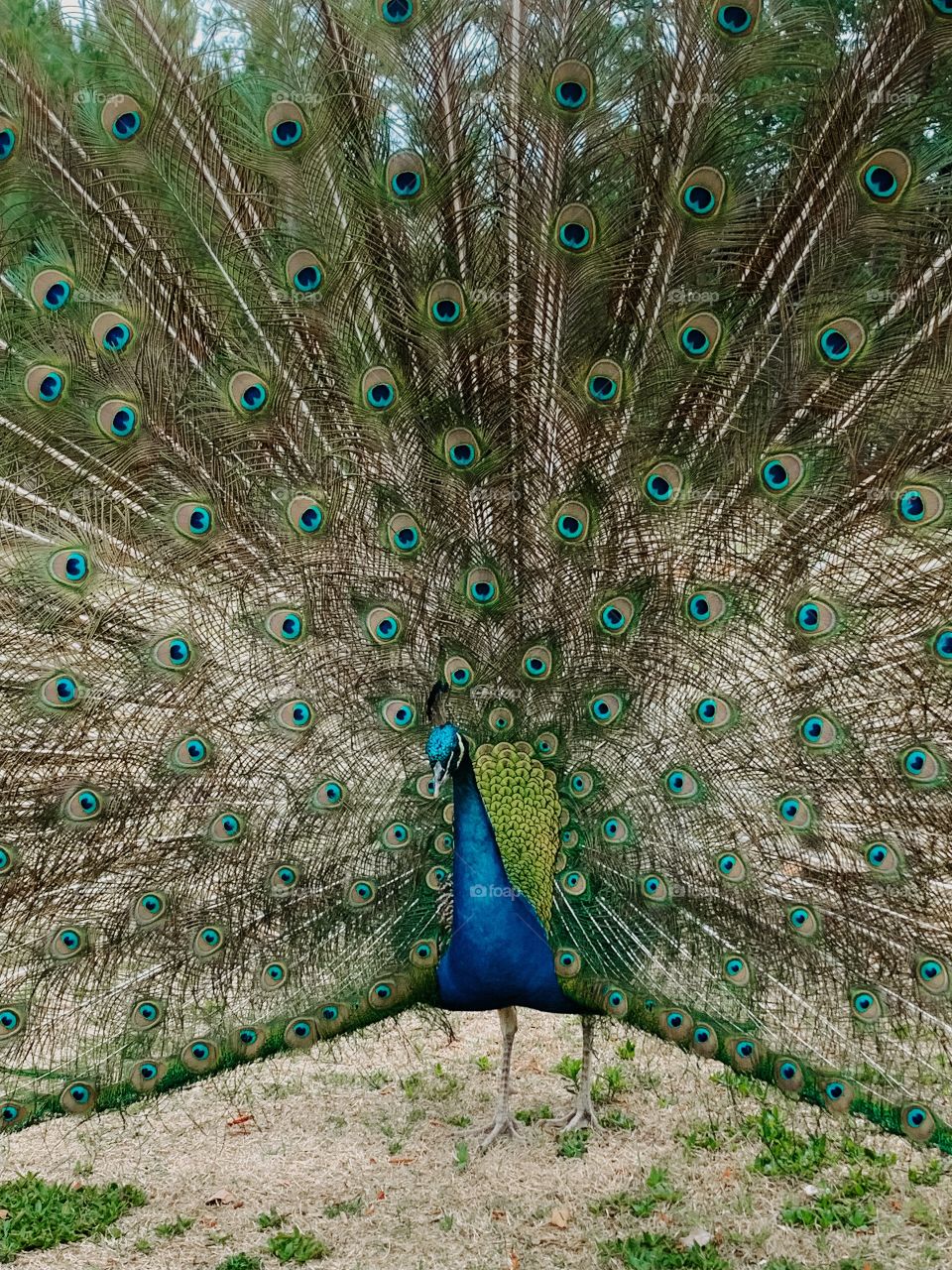 Beautiful peacock 