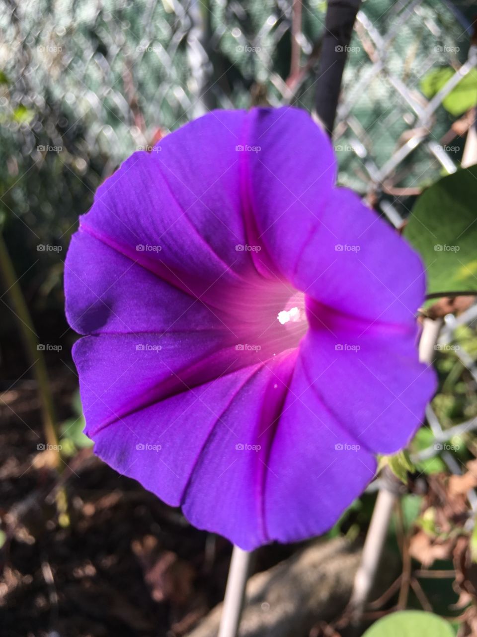 Purple flower