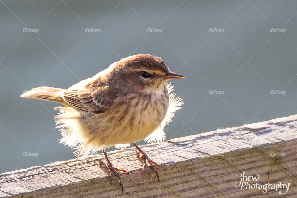 Yellow-rumped warbler, backlit with wind blowing