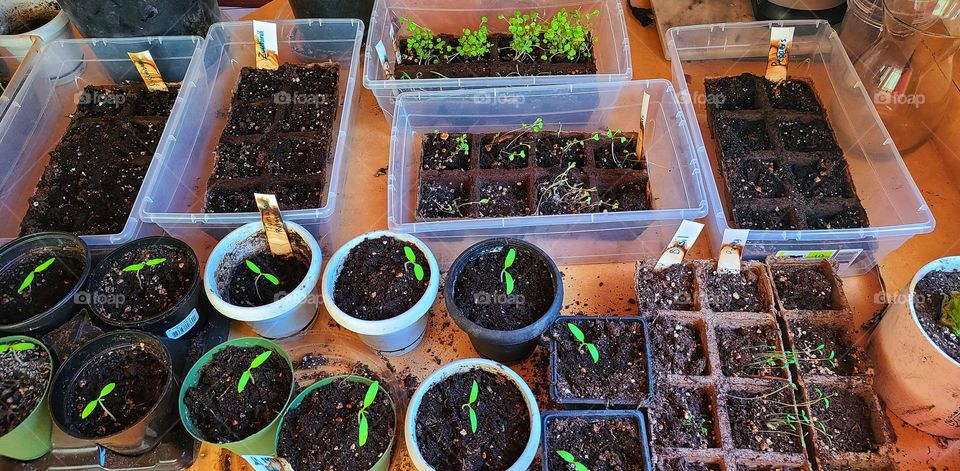 Spring time startera