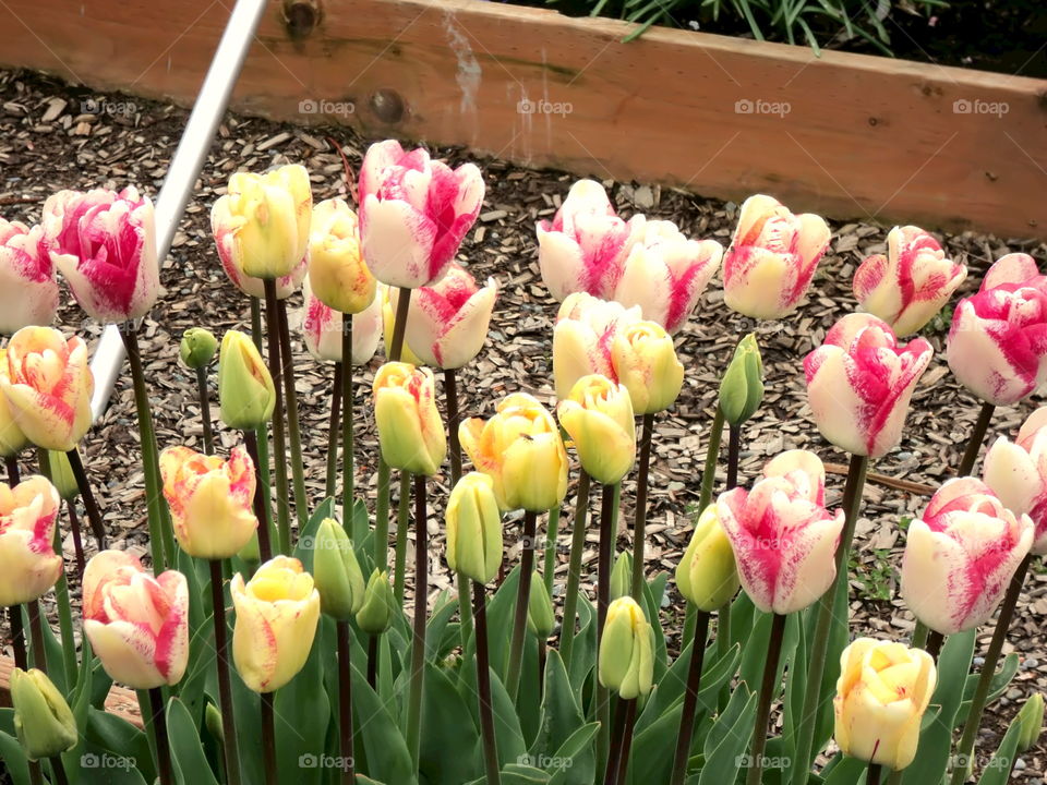 yellow tulips with pink shades