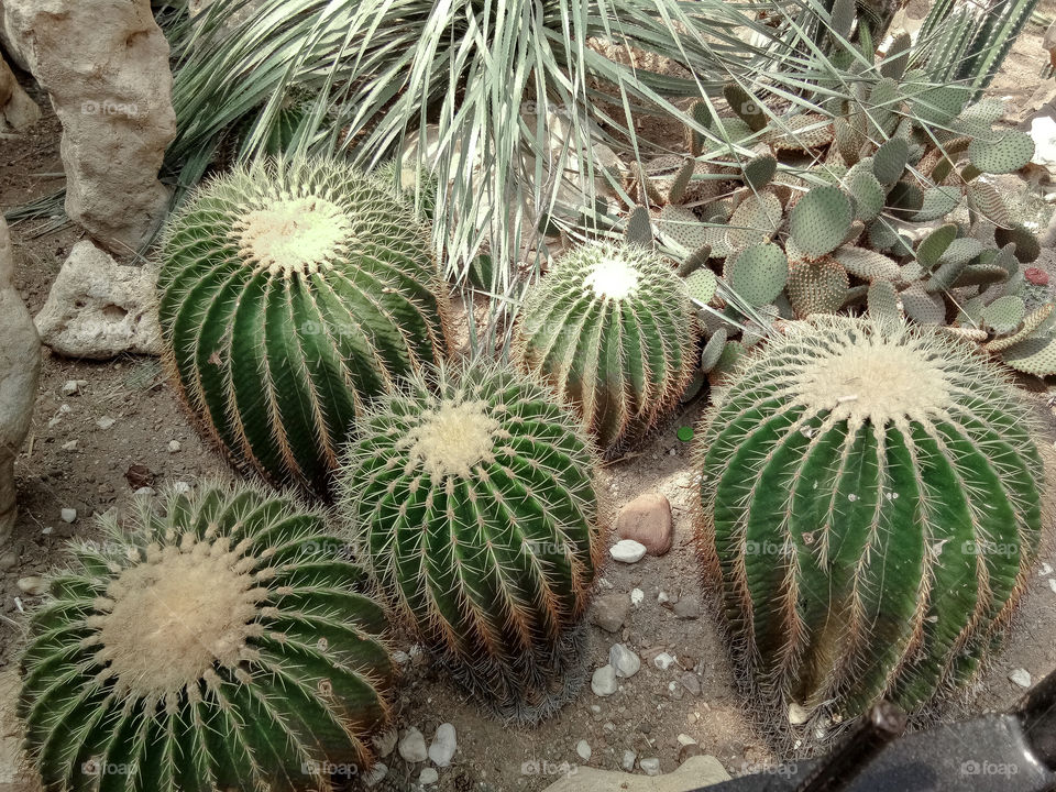 i like it. cactus.