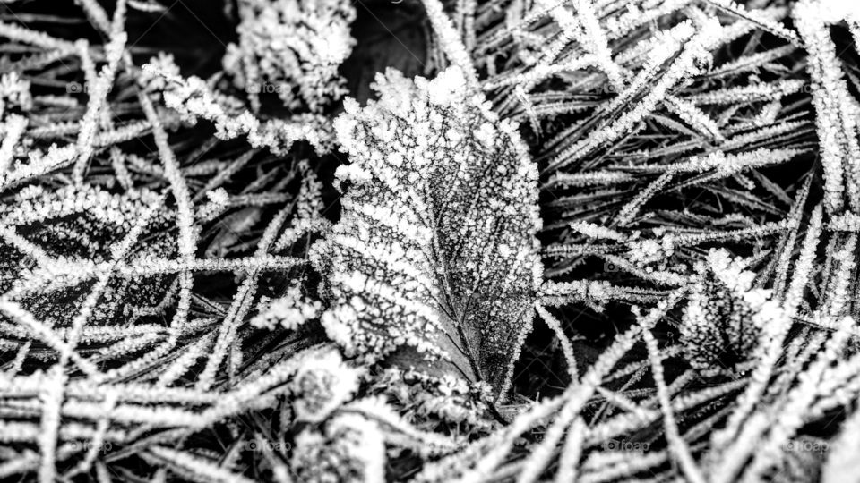 Leaf covered in frost