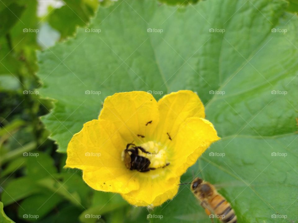 Busy bees collecting honey