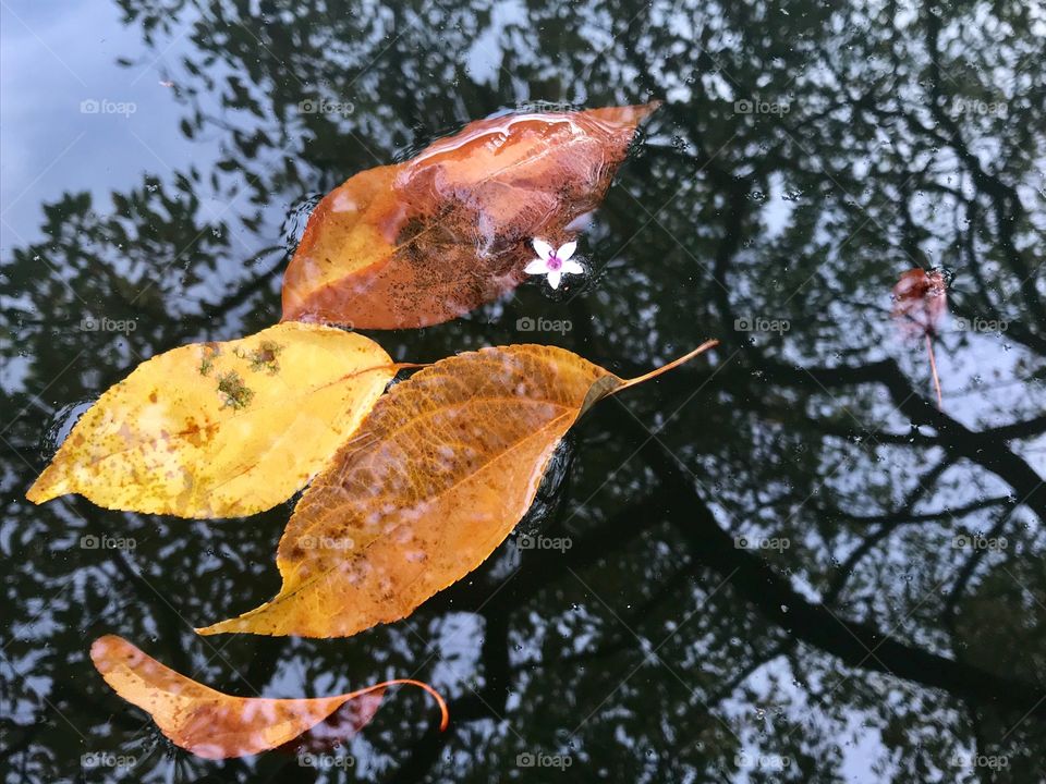 Reflection, leaves