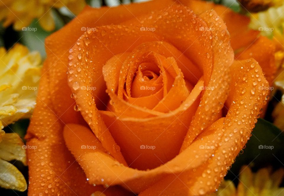 Orange rose with water drop 