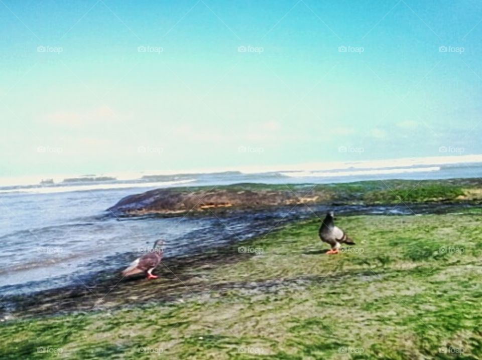 Pigeons. São Vicente, Brazil.