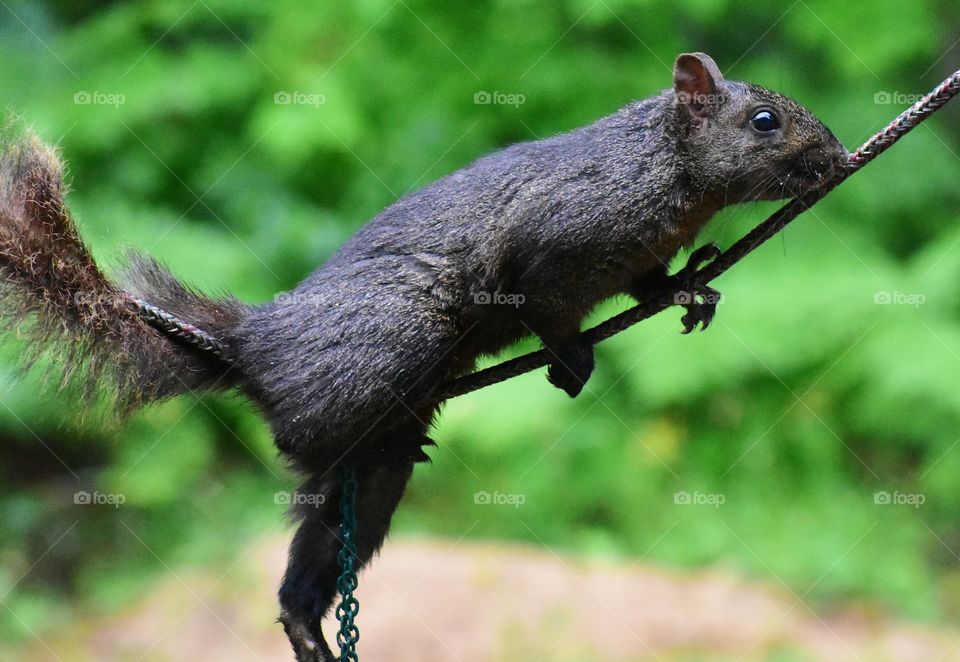 A squirrel on a rope.