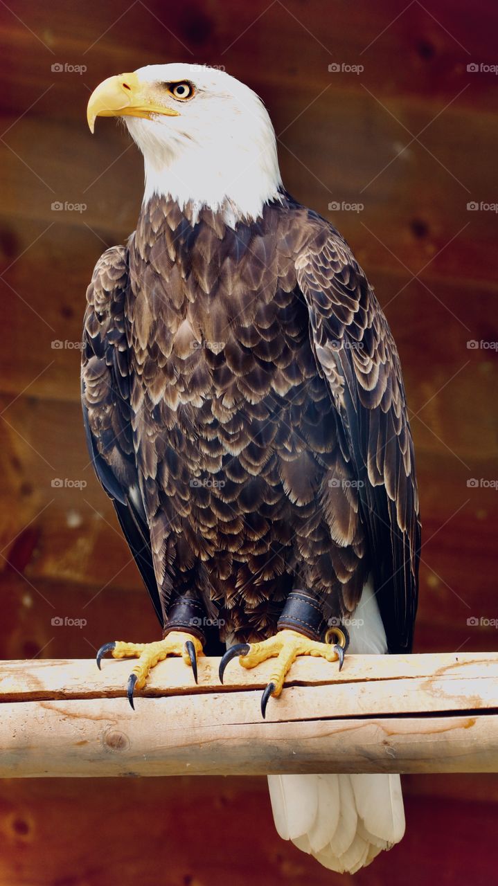 Eagle aka model