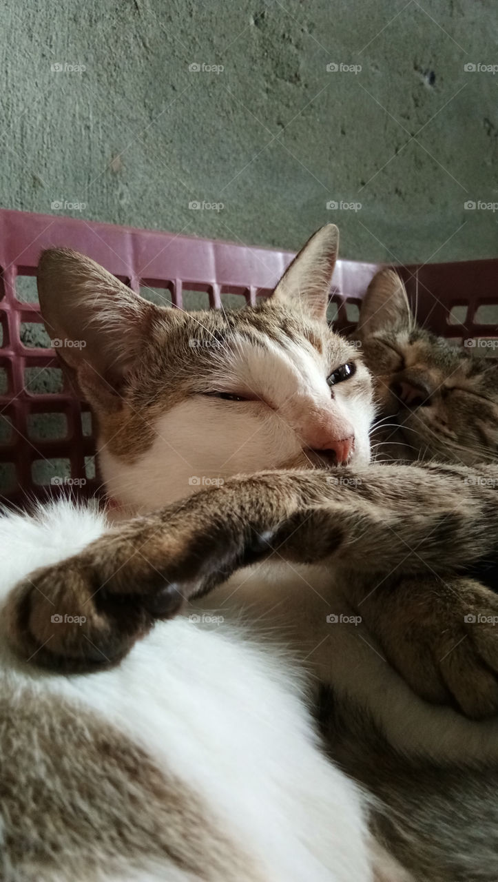 the love of a large family of cats