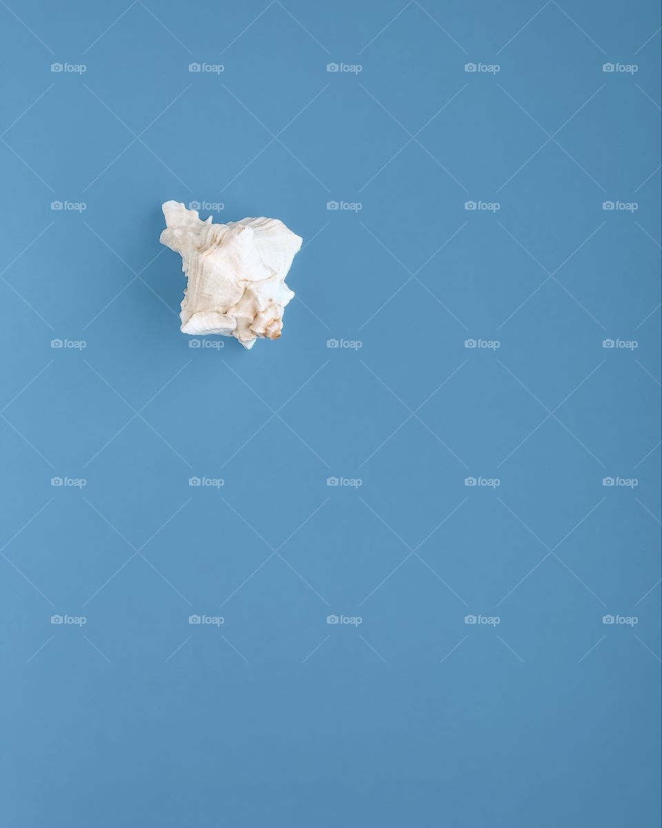 Shell on blue paper background