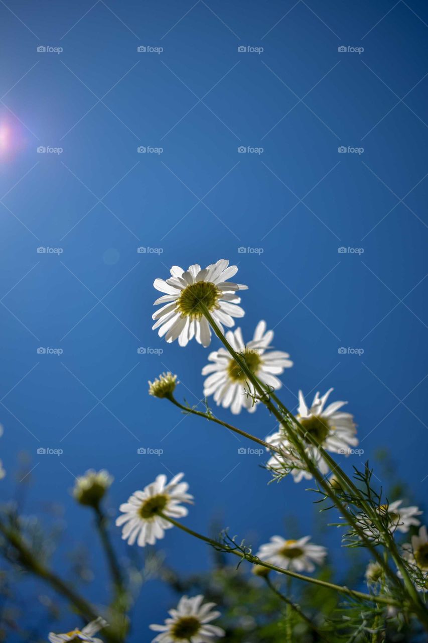An upward shot of a daisy in the middle of the day