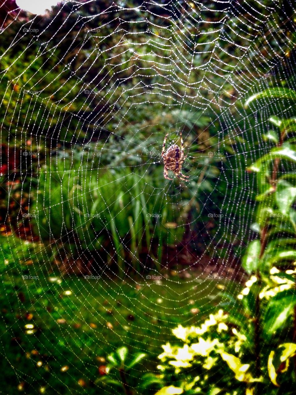 Spider web
