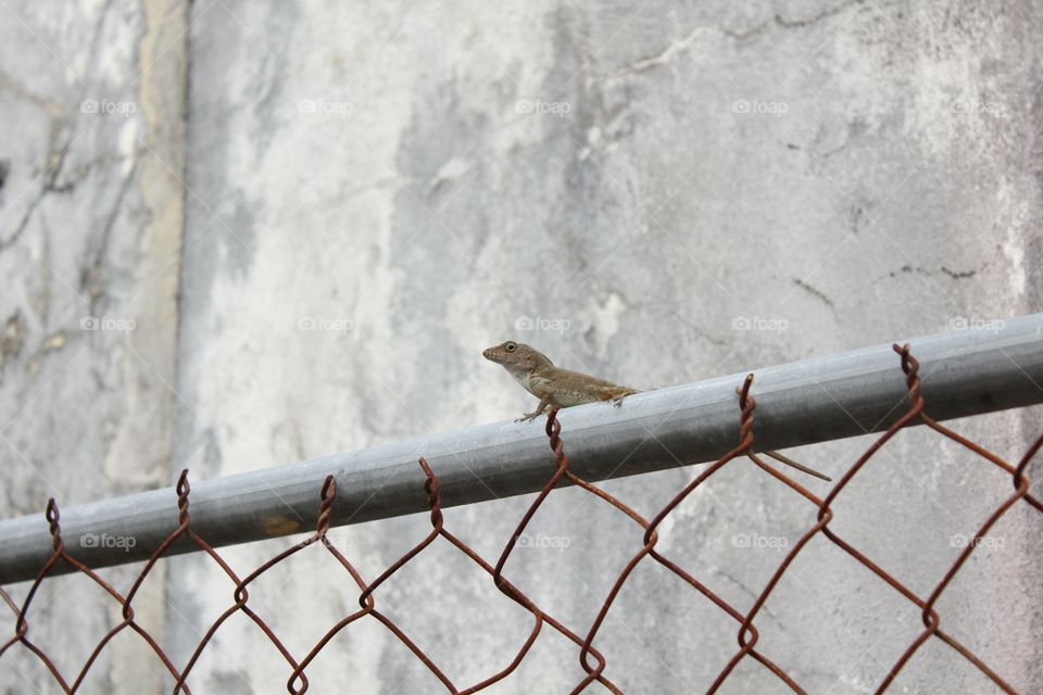 Lizard on Wire Fence 2
