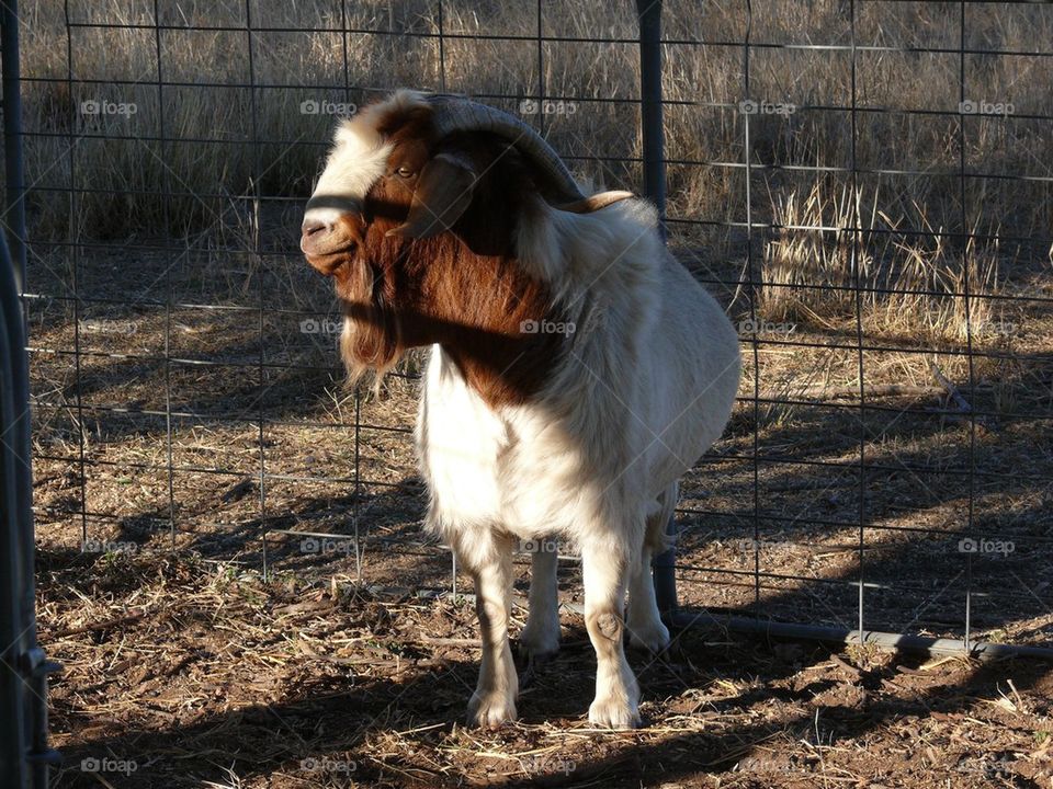 Billy Goat