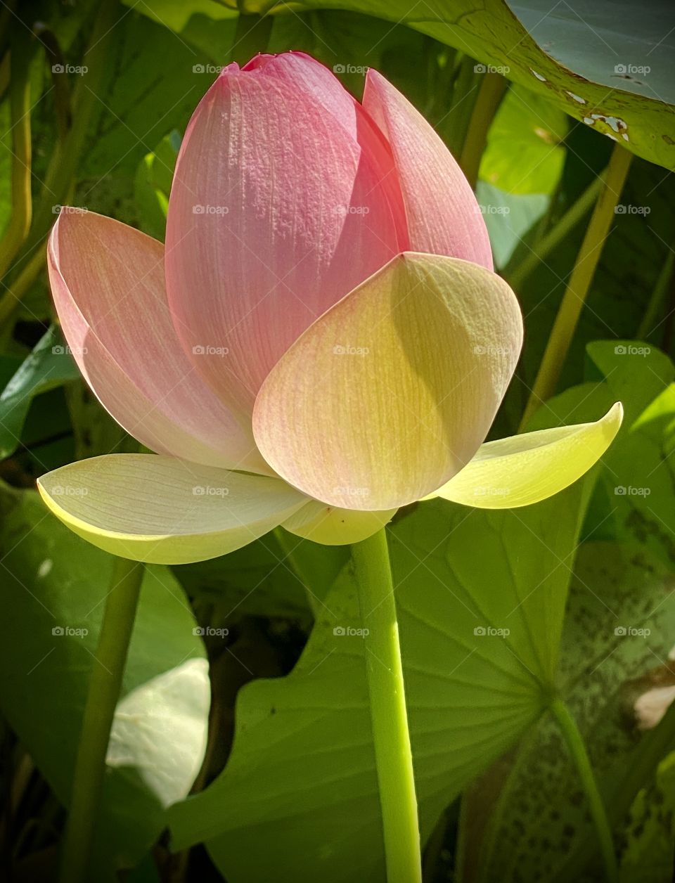 Bashful pink lotus flower 
