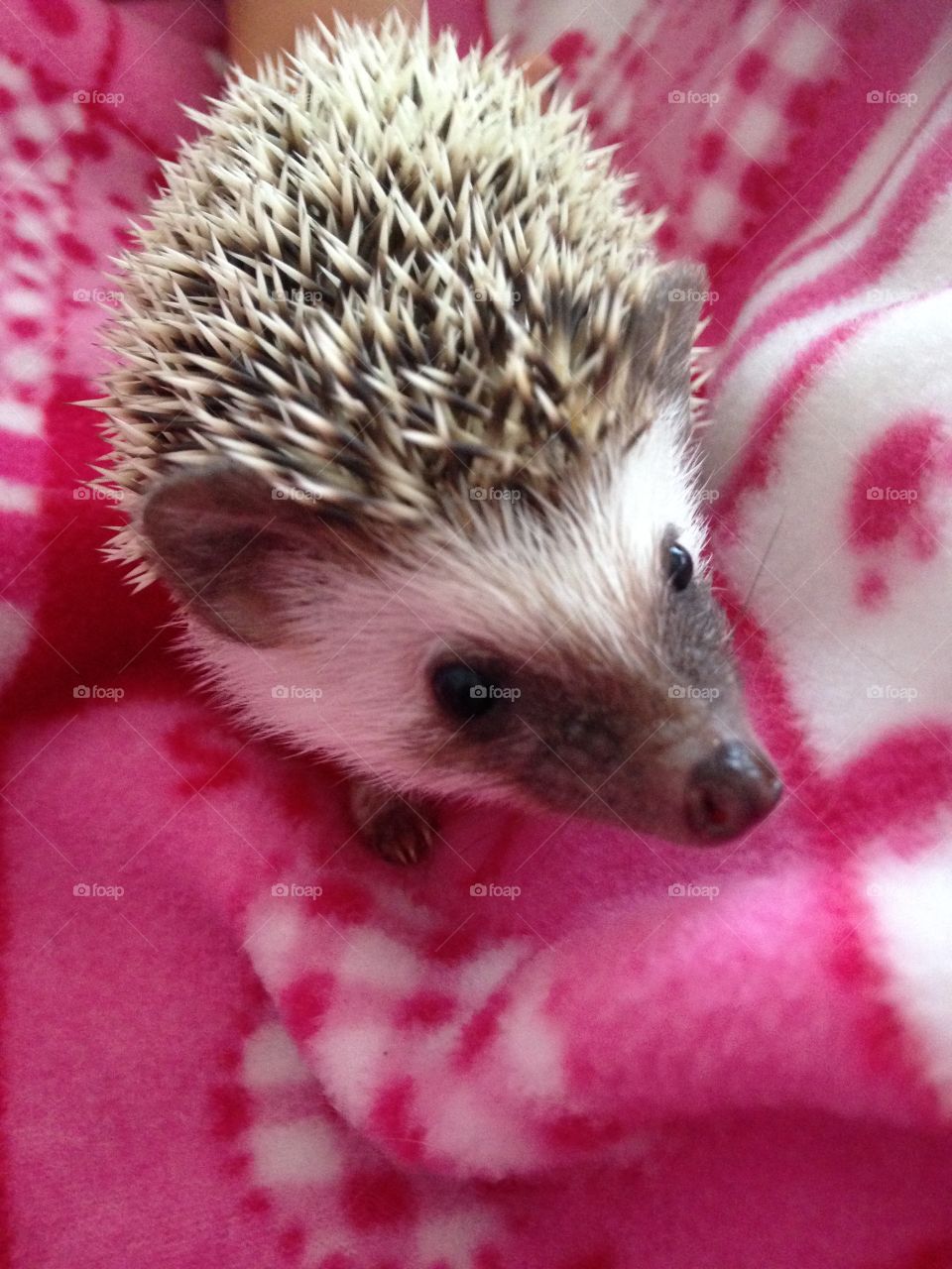 Hedgehog 
