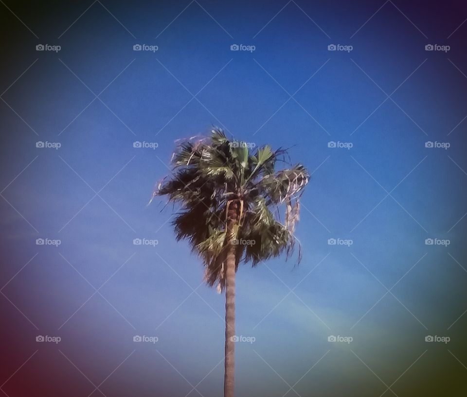 Tinted Sky Featuring Palm Tree
