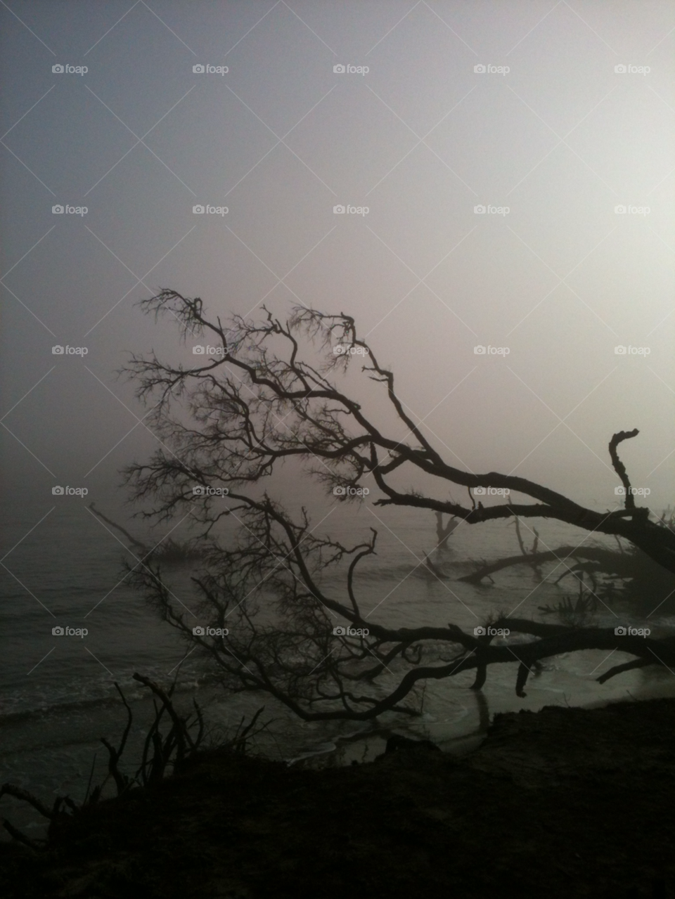 beach morning trees water by mksmith