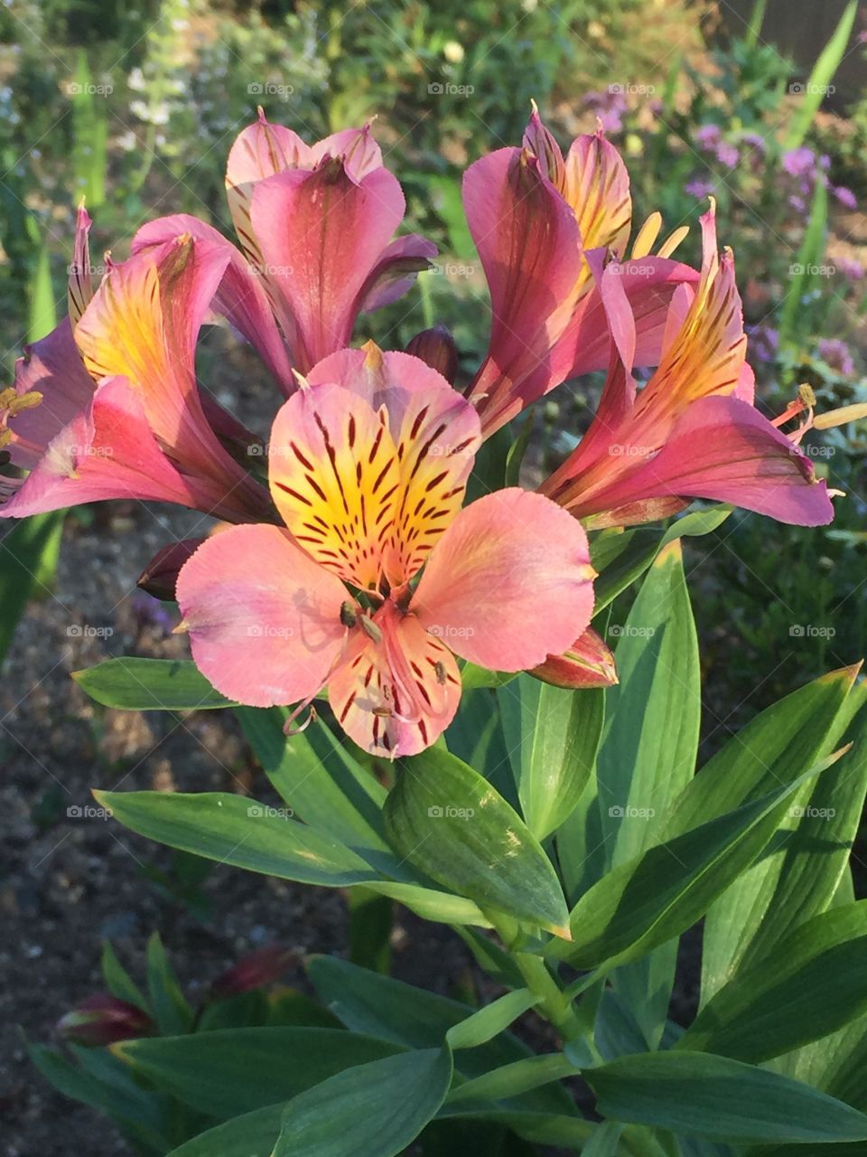 Adorable flowers