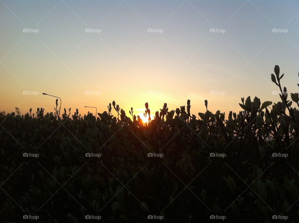 Sunset in the garden