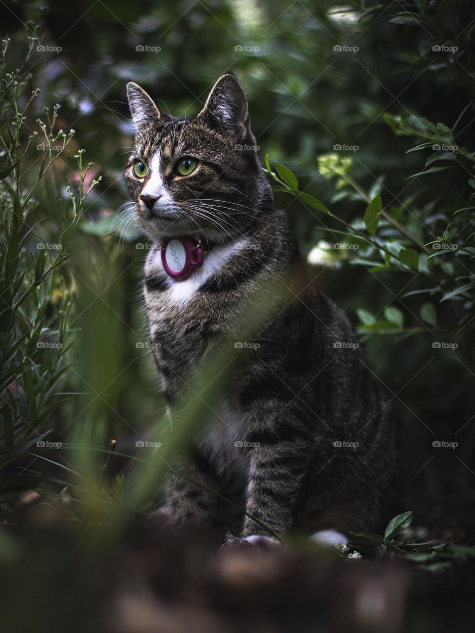 Cute cat sitting in grass 