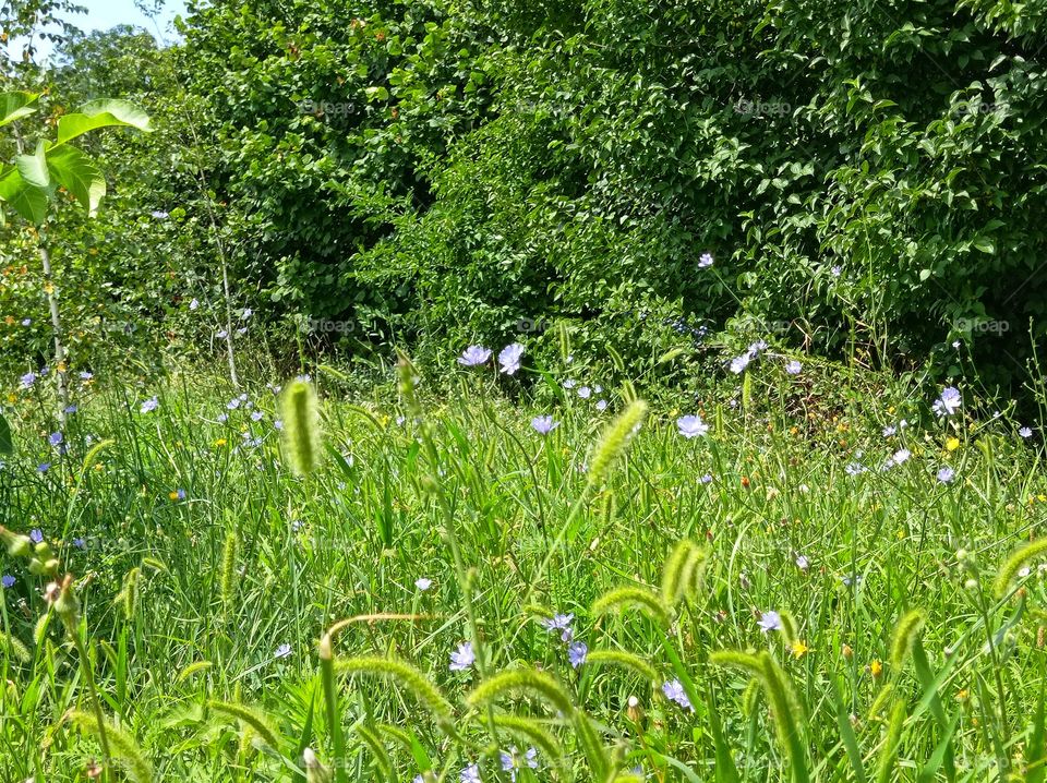 Summer herbs, plants, flowers and Trees.