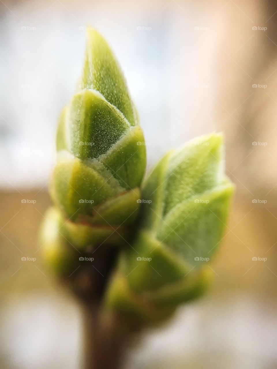 Flower bud