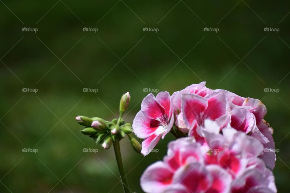 Closeup of variegated geranium flowers with blurry green background 