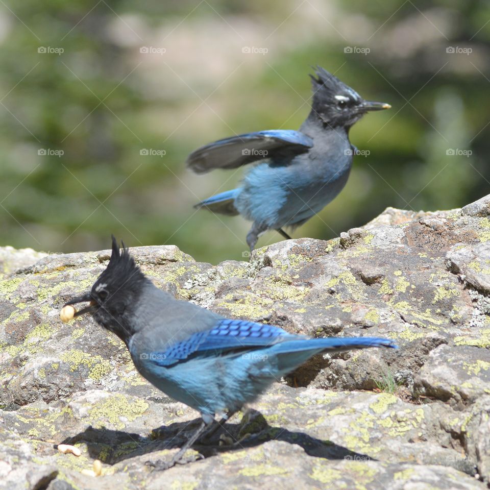 Stellar Jay’s 