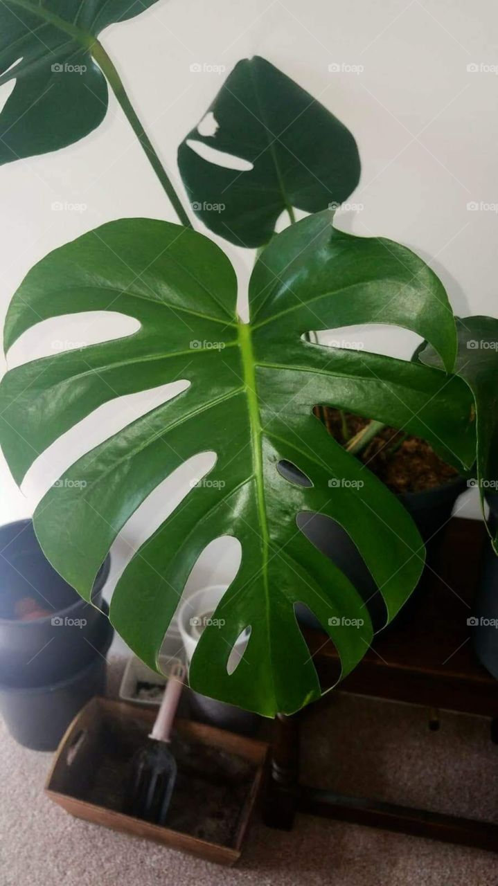 monstera deliciosa
