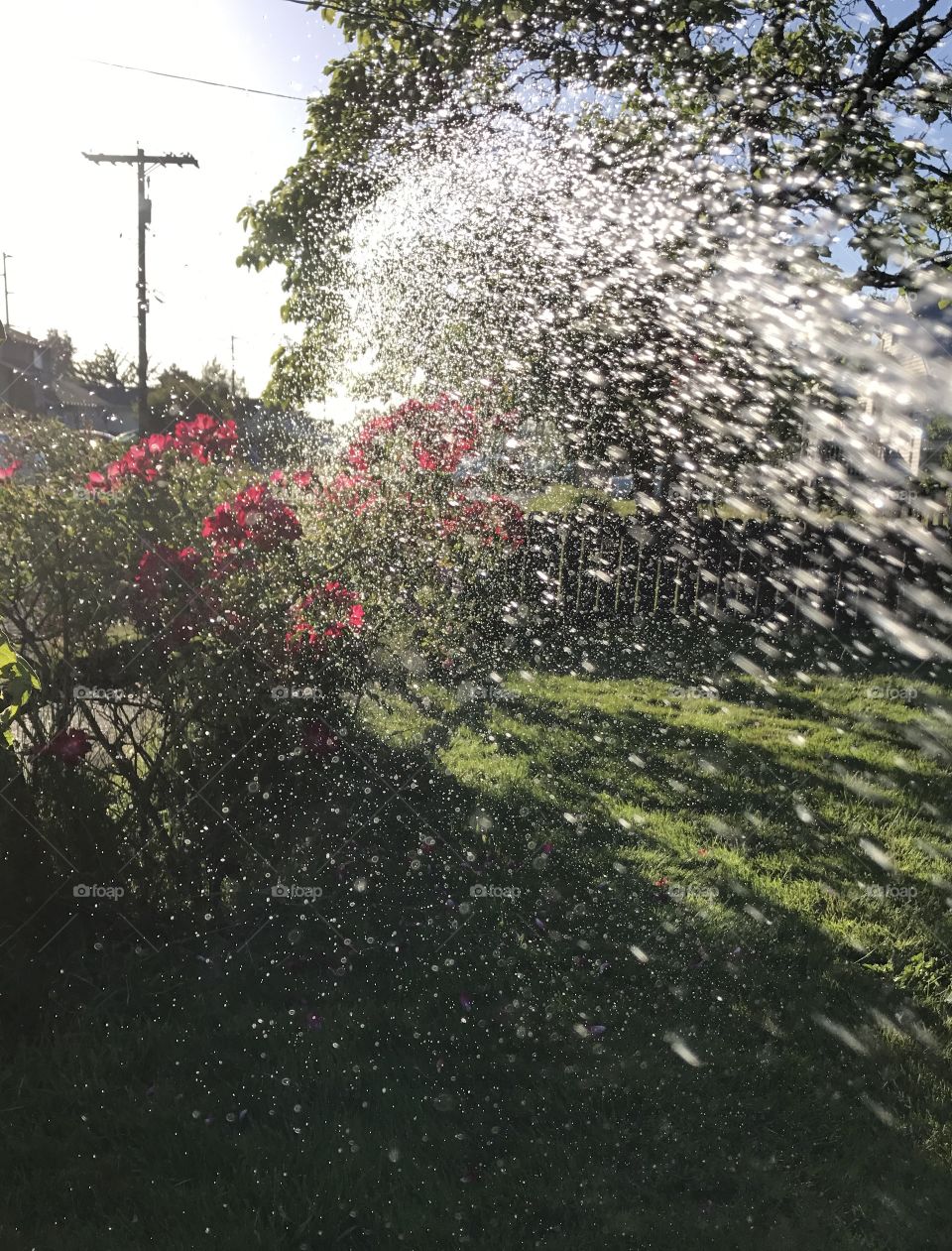 Watering roses 