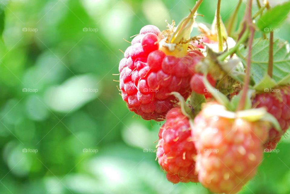 Growing raspberries 