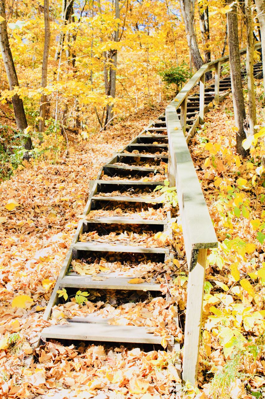 Beautiful wooden staircase winding up hillside covered in fall orange and yellow leaves. 