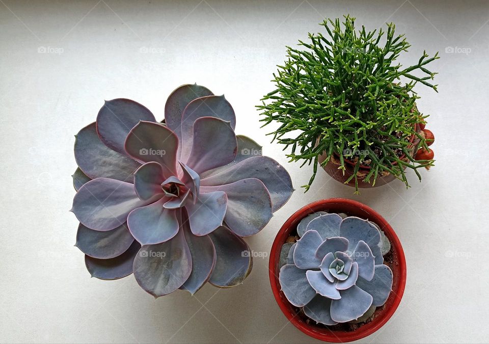 green house plants in pot and female hand love earth